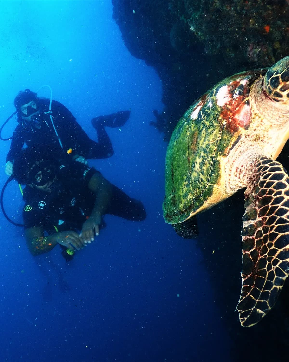 Une tortue et deux plongeurs le long d'un tombant, en mer d'Andaman